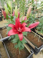 [4267 Firebolt No01.JPG]